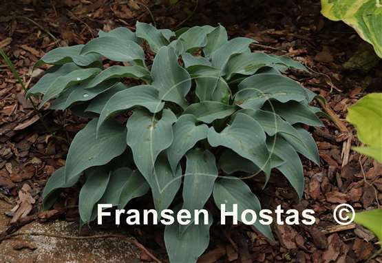 Hosta Gemstone